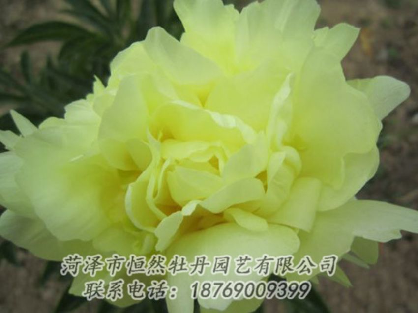 點(diǎn)擊查看詳細(xì)信息<br>標(biāo)題：黃色芍藥 閱讀次數(shù)：1166