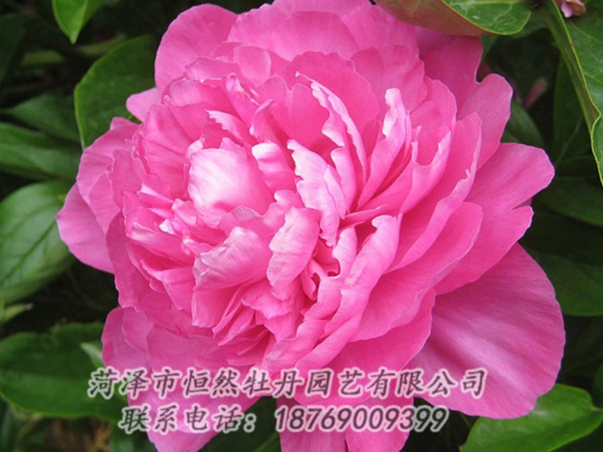 點擊查看詳細信息<br>標題：紅色芍藥 閱讀次數(shù)：1074
