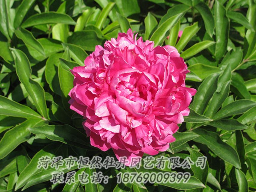 點(diǎn)擊查看詳細(xì)信息<br>標(biāo)題：紅色芍藥 閱讀次數(shù)：1096