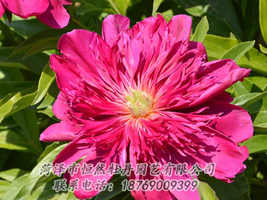 點(diǎn)擊查看詳細(xì)信息<br>標(biāo)題：紅色芍藥 閱讀次數(shù)：1053