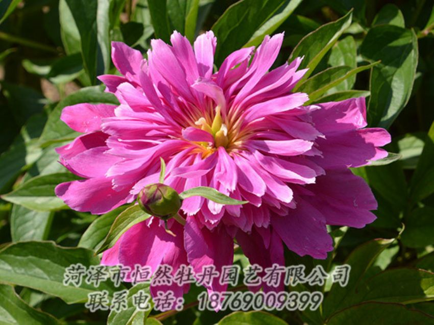 點(diǎn)擊查看詳細(xì)信息<br>標(biāo)題：紅色芍藥 閱讀次數(shù)：1085