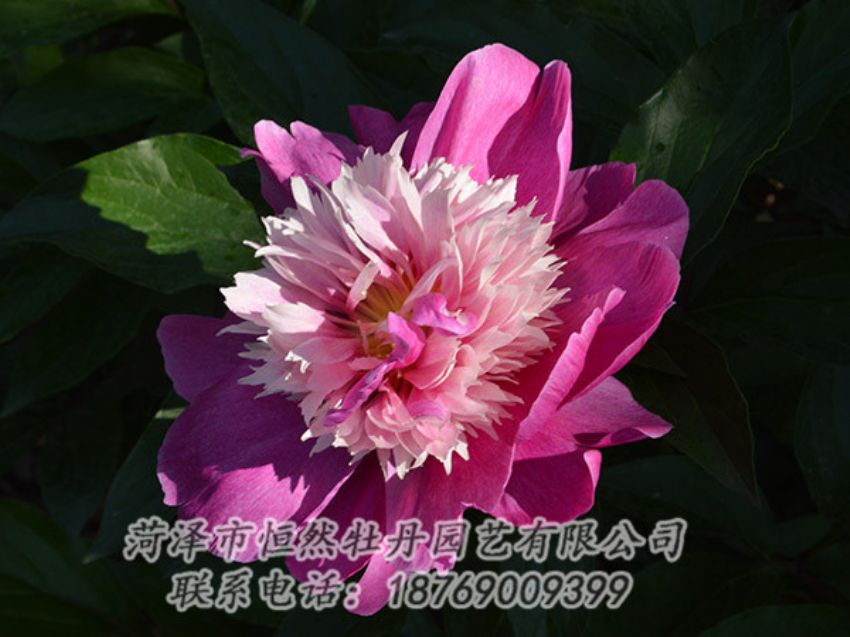 點(diǎn)擊查看詳細(xì)信息<br>標(biāo)題：紅色芍藥 閱讀次數(shù)：1161