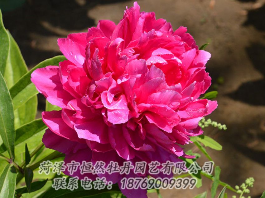 點(diǎn)擊查看詳細(xì)信息<br>標(biāo)題：紅色芍藥 閱讀次數(shù)：1065