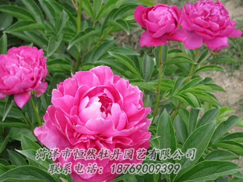 點(diǎn)擊查看詳細(xì)信息<br>標(biāo)題：紅色芍藥 閱讀次數(shù)：1087