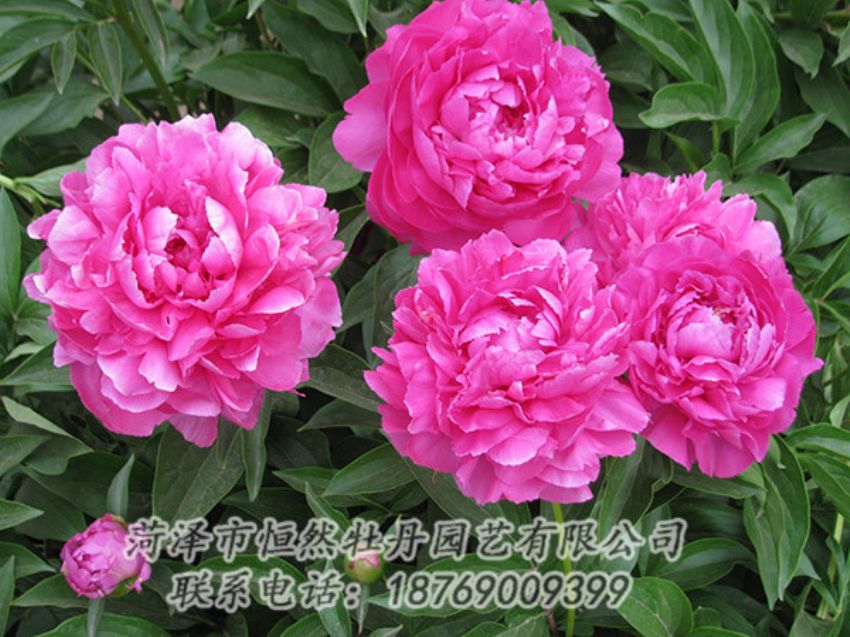 點(diǎn)擊查看詳細(xì)信息<br>標(biāo)題：紅色芍藥 閱讀次數(shù)：1106