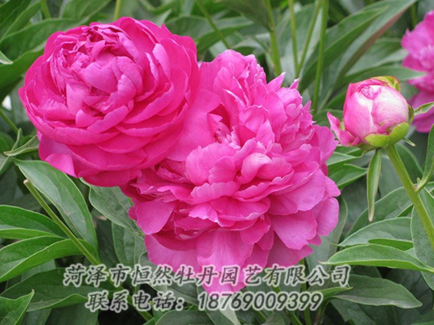 點(diǎn)擊查看詳細(xì)信息<br>標(biāo)題：紅色芍藥 閱讀次數(shù)：1101