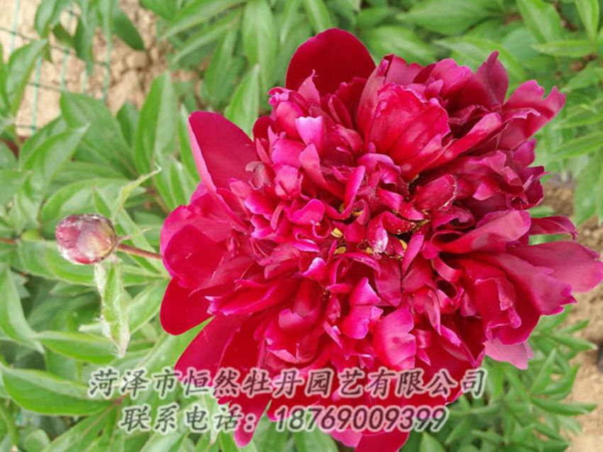 點(diǎn)擊查看詳細(xì)信息<br>標(biāo)題：紅色芍藥 閱讀次數(shù)：1111