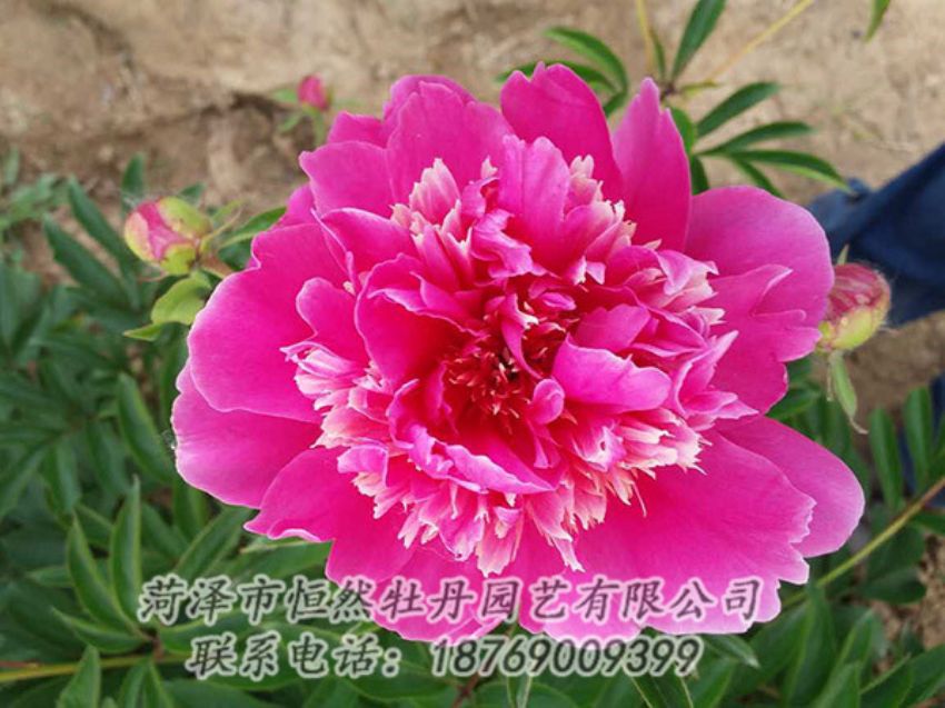 點(diǎn)擊查看詳細(xì)信息<br>標(biāo)題：紅色芍藥 閱讀次數(shù)：1141