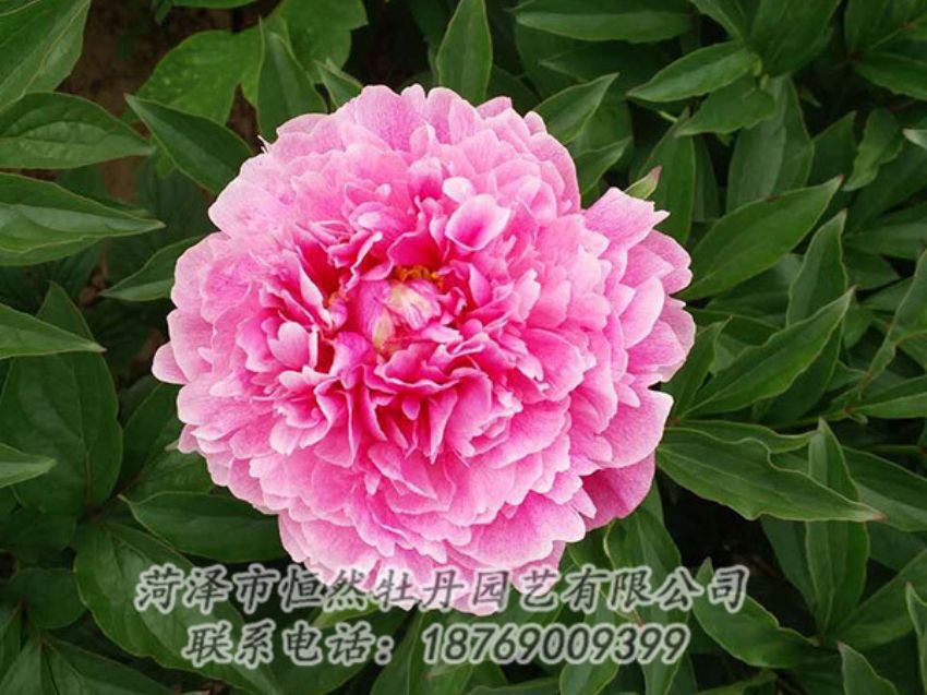 點(diǎn)擊查看詳細(xì)信息<br>標(biāo)題：紅色芍藥 閱讀次數(shù)：1142