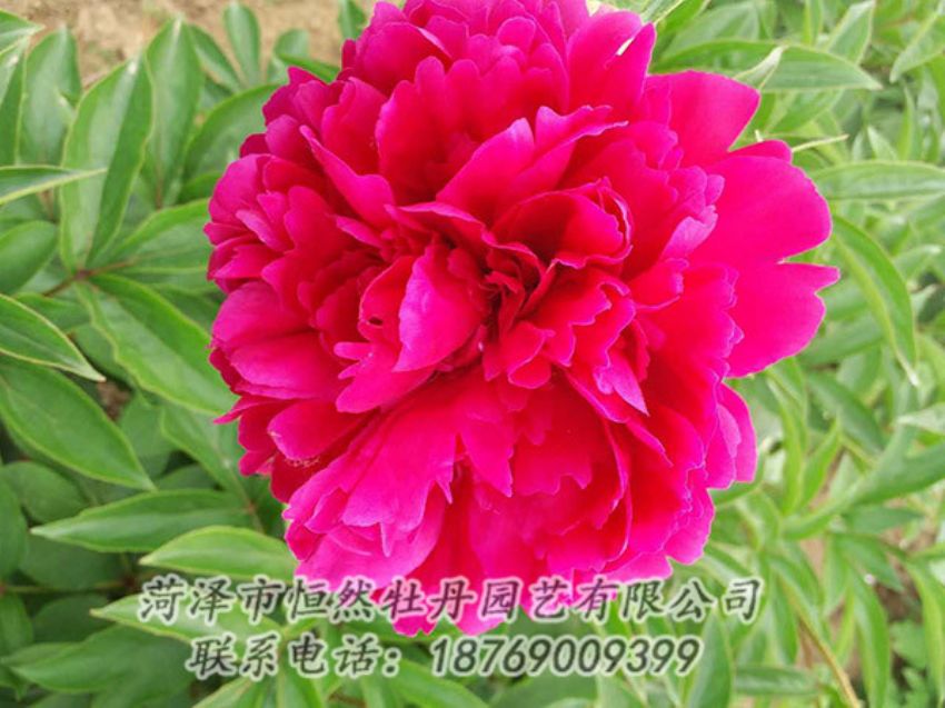 點(diǎn)擊查看詳細(xì)信息<br>標(biāo)題：紅色芍藥 閱讀次數(shù)：1178