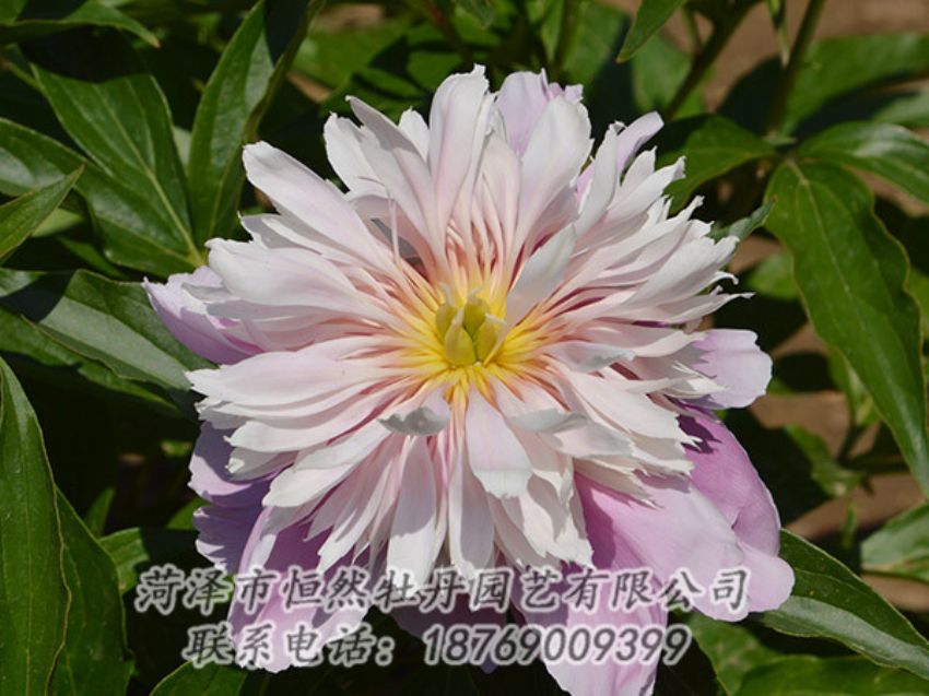 點(diǎn)擊查看詳細(xì)信息<br>標(biāo)題：粉色芍藥 閱讀次數(shù)：1226