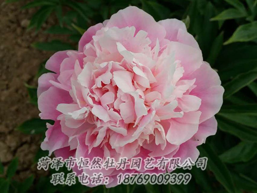 點(diǎn)擊查看詳細(xì)信息<br>標(biāo)題：粉色芍藥 閱讀次數(shù)：1357