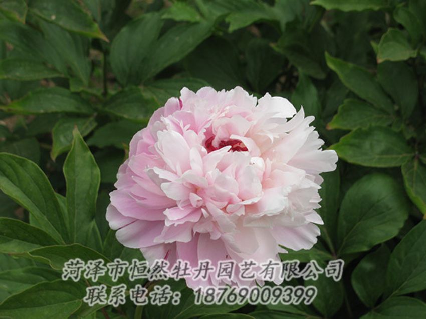點(diǎn)擊查看詳細(xì)信息<br>標(biāo)題：粉色芍藥 閱讀次數(shù)：1083