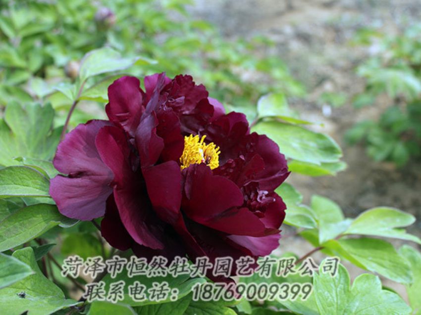 點(diǎn)擊查看詳細(xì)信息<br>標(biāo)題：黑色牡丹 閱讀次數(shù)：1090