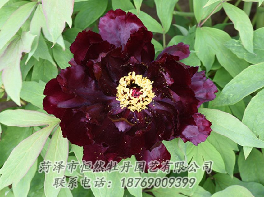 點(diǎn)擊查看詳細(xì)信息<br>標(biāo)題：黑色牡丹 閱讀次數(shù)：1260