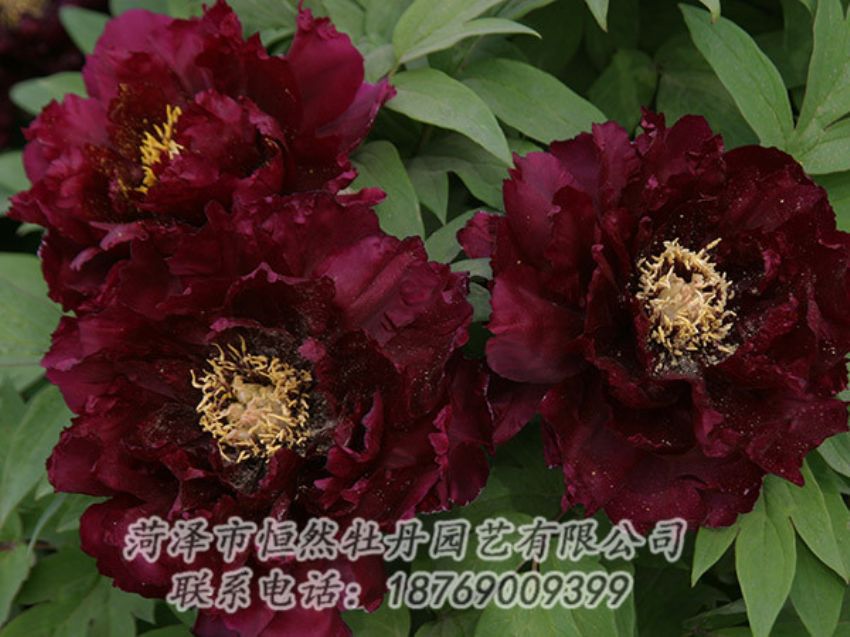 點(diǎn)擊查看詳細(xì)信息<br>標(biāo)題：黑色牡丹 閱讀次數(shù)：1090