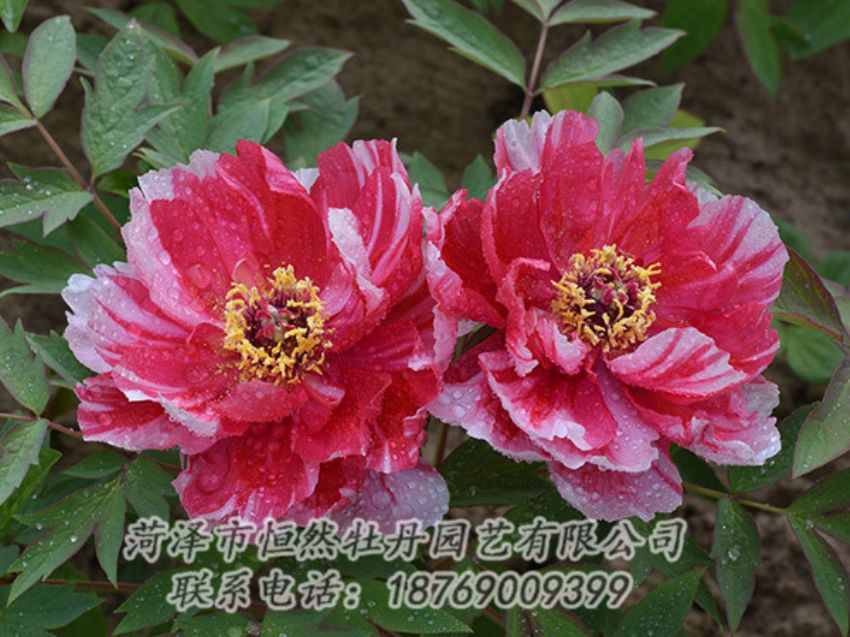 點(diǎn)擊查看詳細(xì)信息<br>標(biāo)題：復(fù)色牡丹 閱讀次數(shù)：1165
