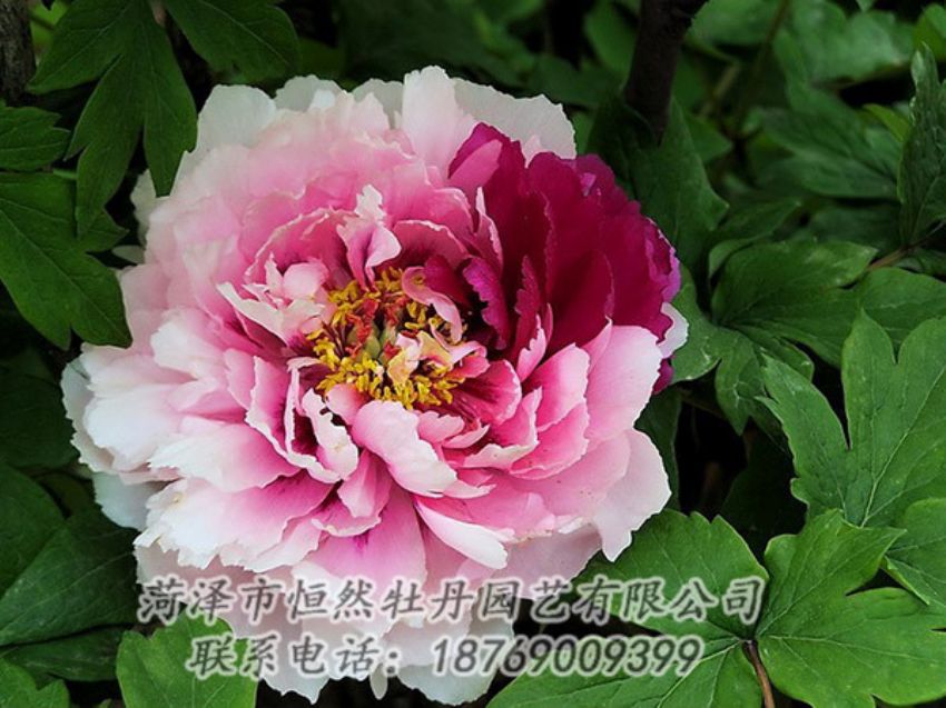 點(diǎn)擊查看詳細(xì)信息<br>標(biāo)題：復(fù)色牡丹 閱讀次數(shù)：1185