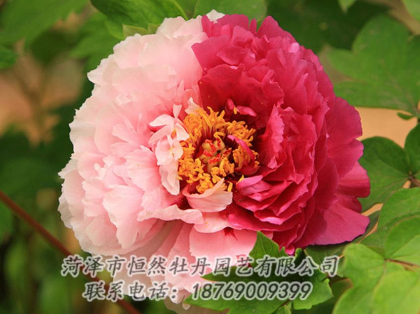 點(diǎn)擊查看詳細(xì)信息<br>標(biāo)題：復(fù)色牡丹 閱讀次數(shù)：1253