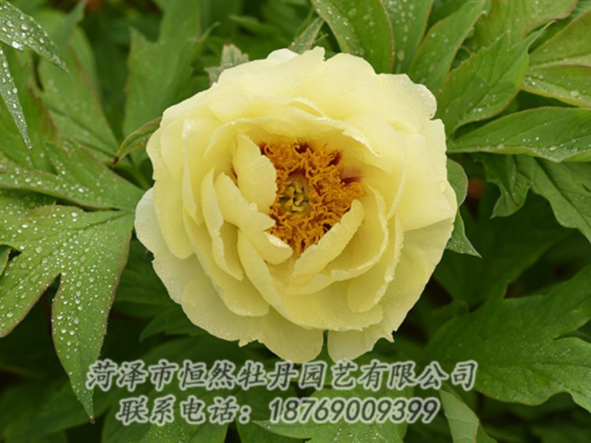 點擊查看詳細信息<br>標題：黃色牡丹 閱讀次數(shù)：1140