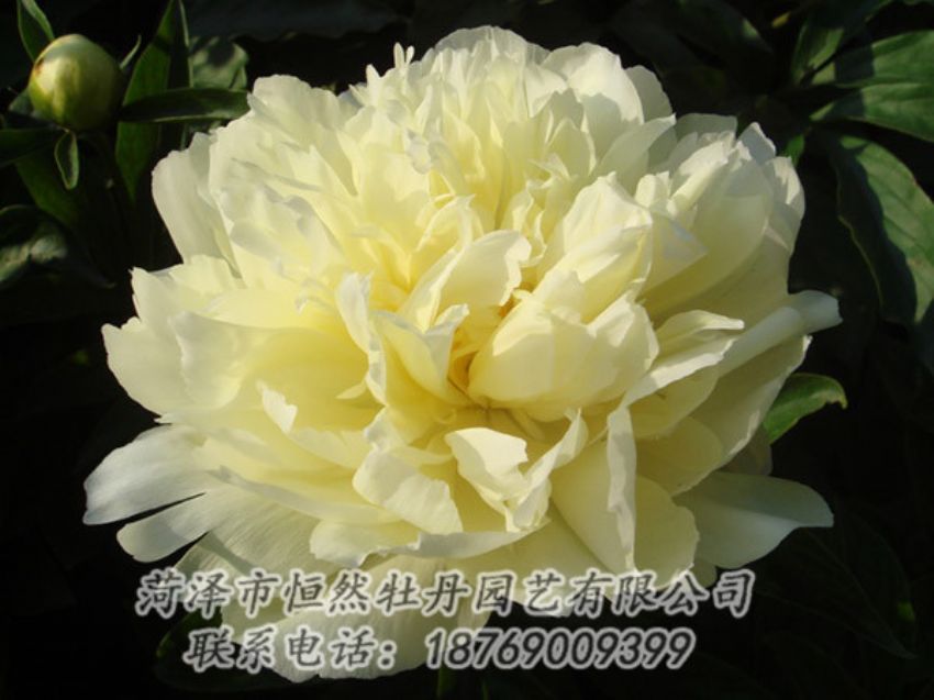 點擊查看詳細信息<br>標題：黃色牡丹 閱讀次數(shù)：1097