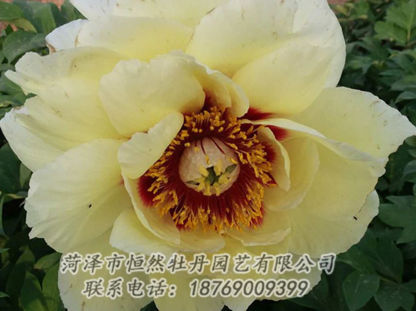 點擊查看詳細信息<br>標(biāo)題：黃色牡丹 閱讀次數(shù)：1138