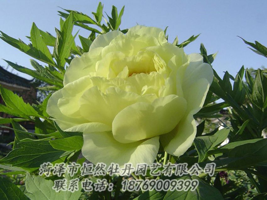 點擊查看詳細信息<br>標(biāo)題：黃色牡丹 閱讀次數(shù)：1096