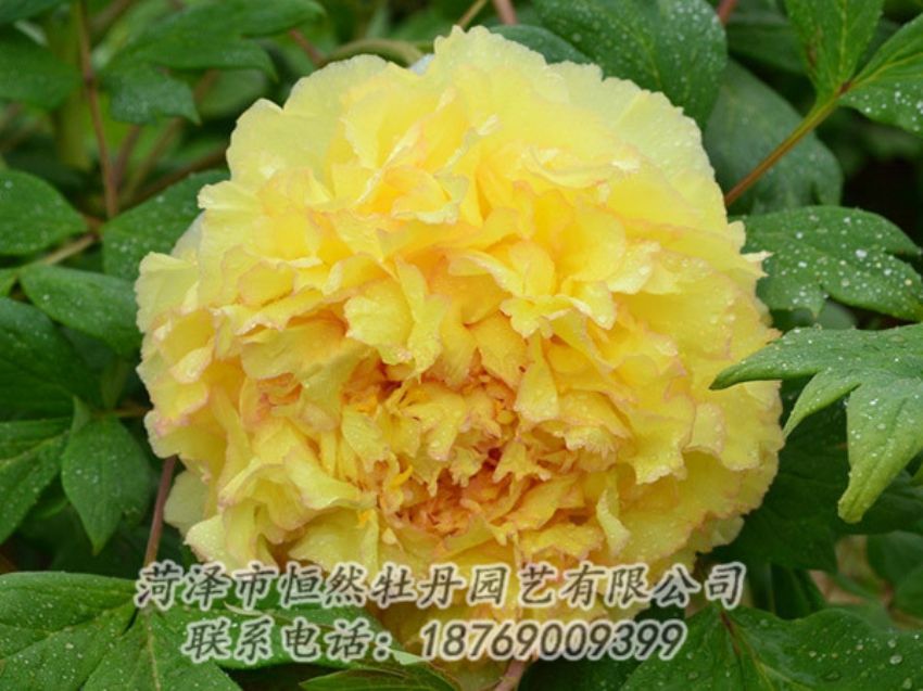 點擊查看詳細信息<br>標(biāo)題：黃色牡丹 閱讀次數(shù)：1108
