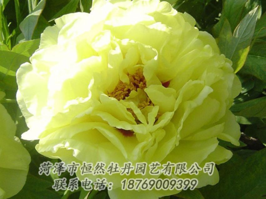 點擊查看詳細信息<br>標(biāo)題：黃色牡丹 閱讀次數(shù)：1063
