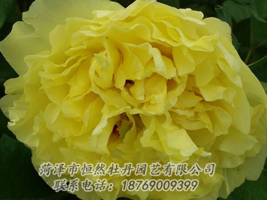 點擊查看詳細信息<br>標(biāo)題：黃色牡丹 閱讀次數(shù)：1022