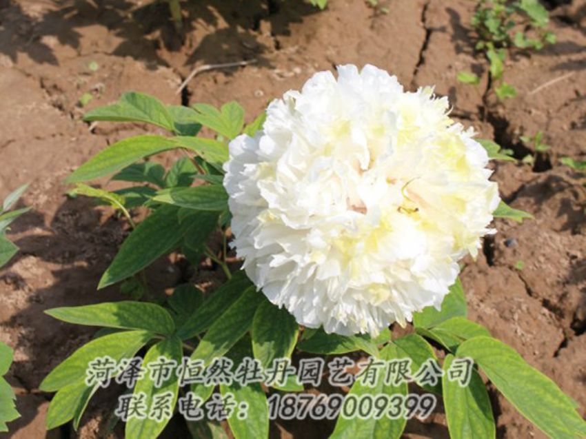 點擊查看詳細信息<br>標題：白色牡丹 閱讀次數(shù)：1154