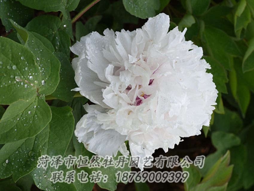 點擊查看詳細信息<br>標題：白色牡丹 閱讀次數(shù)：1132
