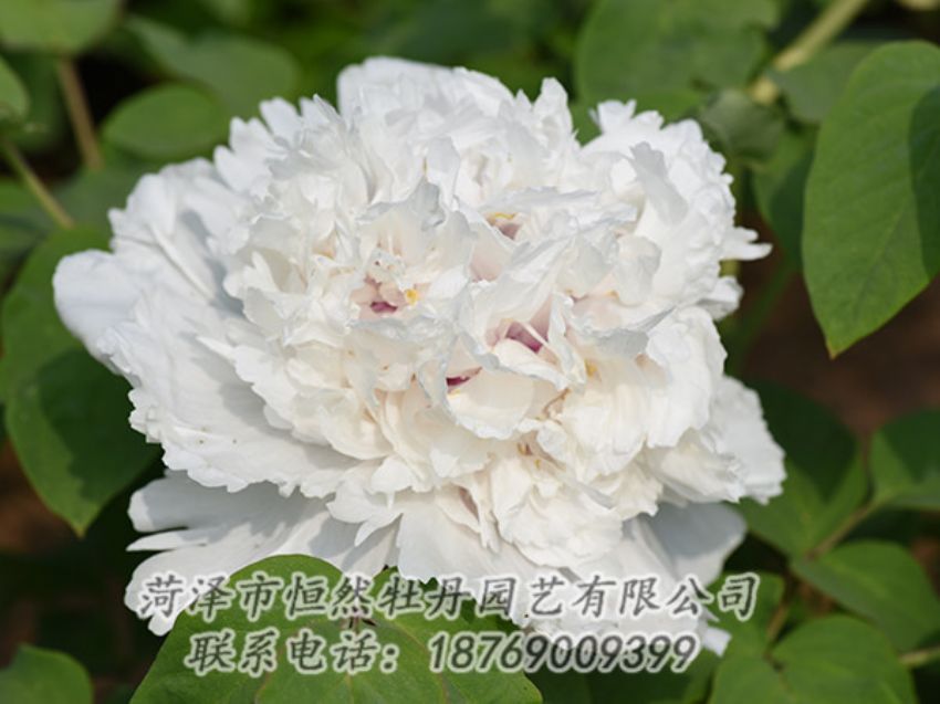 點擊查看詳細信息<br>標題：白色牡丹 閱讀次數(shù)：1150