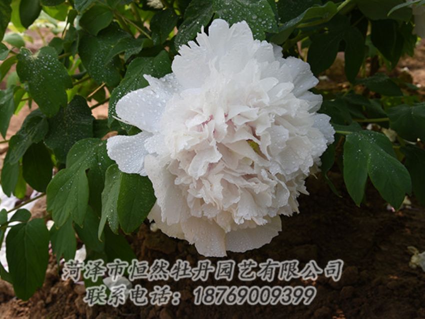 點擊查看詳細信息<br>標題：白色牡丹 閱讀次數(shù)：1104