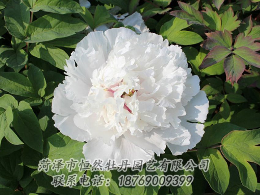 點擊查看詳細信息<br>標題：白色牡丹 閱讀次數(shù)：1253