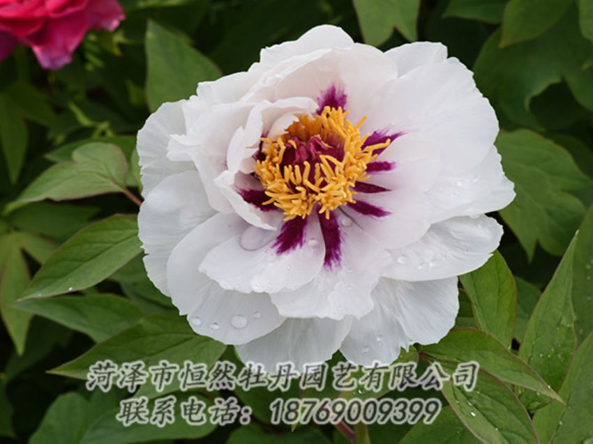 點擊查看詳細信息<br>標題：白色牡丹 閱讀次數(shù)：1151