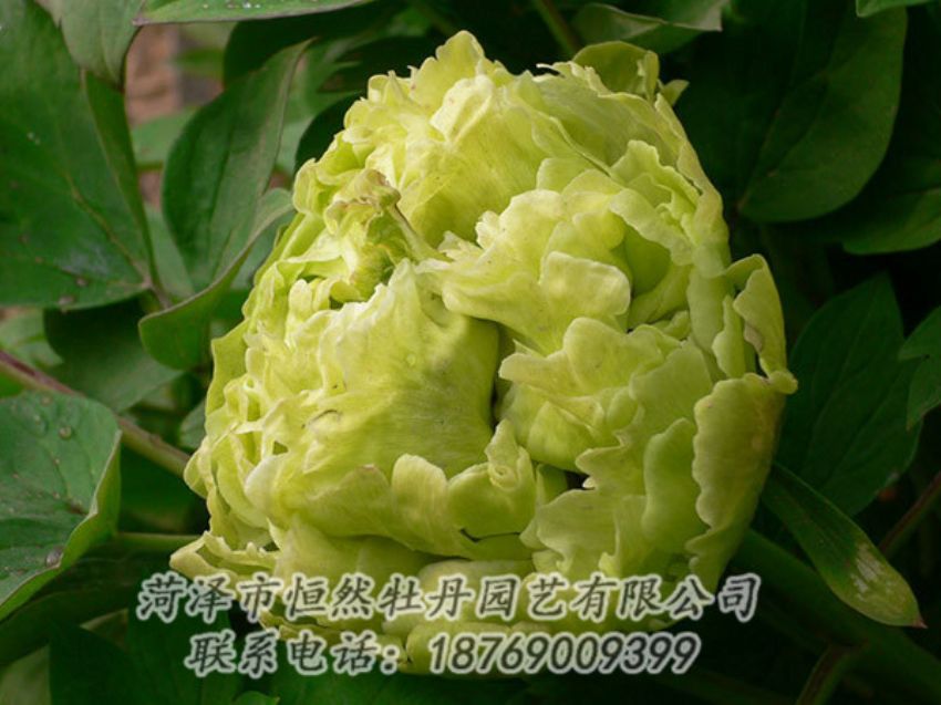 點(diǎn)擊查看詳細(xì)信息<br>標(biāo)題：綠色牡丹 閱讀次數(shù)：1200