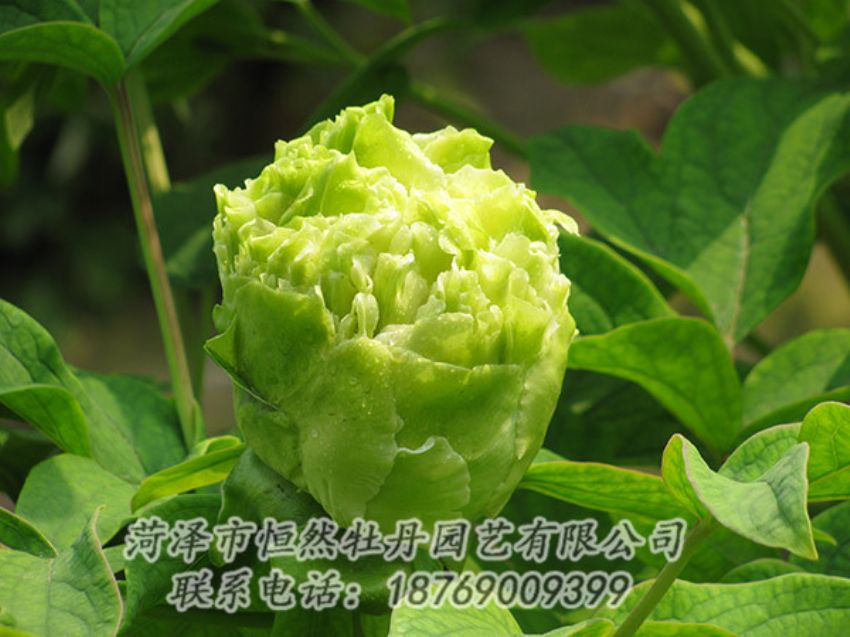 點(diǎn)擊查看詳細(xì)信息<br>標(biāo)題：綠色牡丹 閱讀次數(shù)：1237
