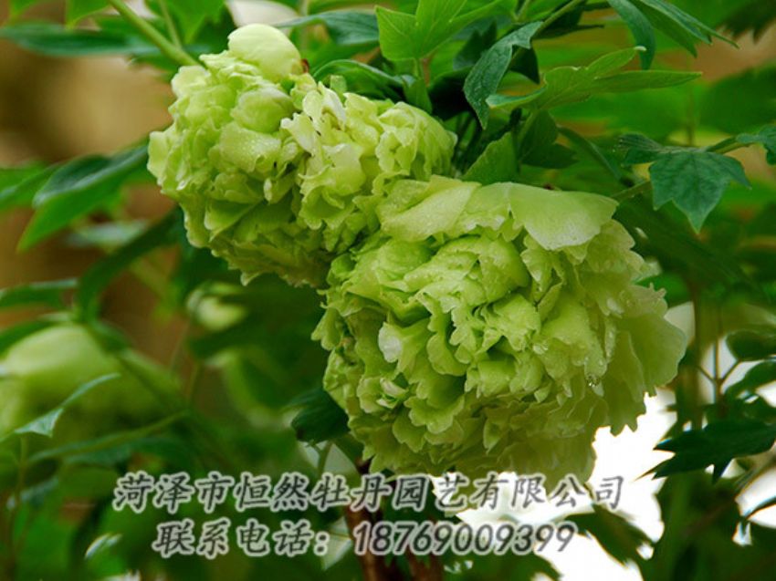 點(diǎn)擊查看詳細(xì)信息<br>標(biāo)題：綠色牡丹 閱讀次數(shù)：1210