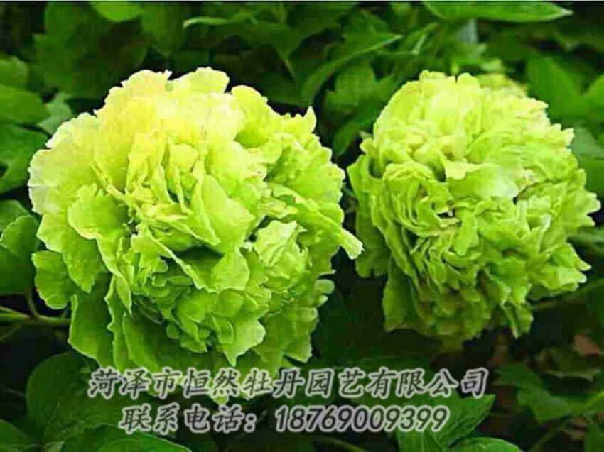 點(diǎn)擊查看詳細(xì)信息<br>標(biāo)題：綠色牡丹 閱讀次數(shù)：1308