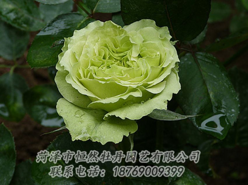 點(diǎn)擊查看詳細(xì)信息<br>標(biāo)題：綠色牡丹 閱讀次數(shù)：1228