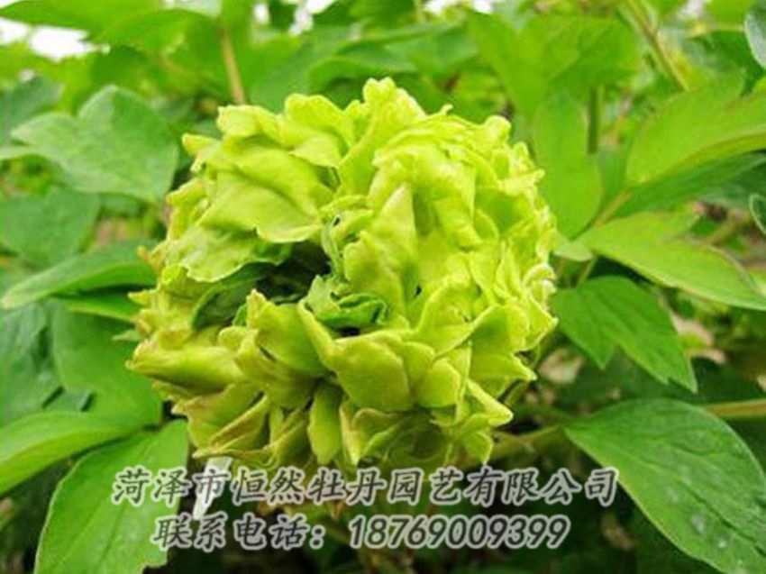 點(diǎn)擊查看詳細(xì)信息<br>標(biāo)題：綠色牡丹 閱讀次數(shù)：1236