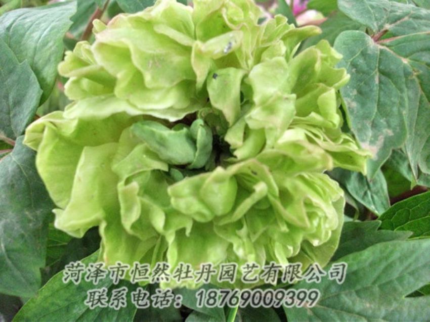 點(diǎn)擊查看詳細(xì)信息<br>標(biāo)題：綠色牡丹 閱讀次數(shù)：1306