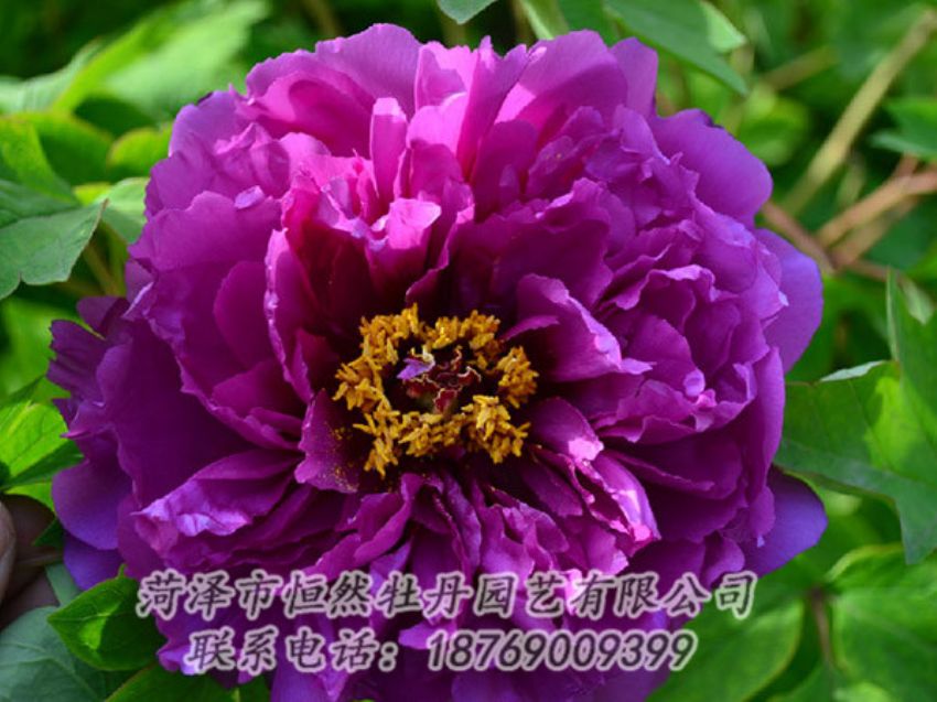 點(diǎn)擊查看詳細(xì)信息<br>標(biāo)題：紫色牡丹 閱讀次數(shù)：1394