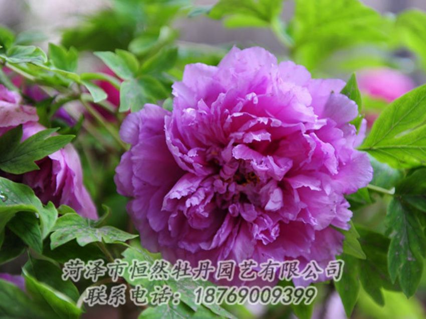 點(diǎn)擊查看詳細(xì)信息<br>標(biāo)題：紫色牡丹 閱讀次數(shù)：1338