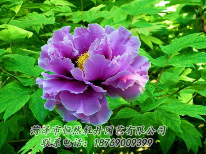 點(diǎn)擊查看詳細(xì)信息<br>標(biāo)題：紫色牡丹 閱讀次數(shù)：1304