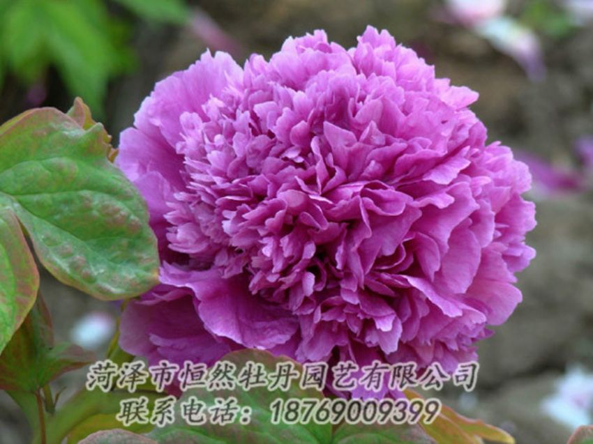點(diǎn)擊查看詳細(xì)信息<br>標(biāo)題：紫色牡丹 閱讀次數(shù)：1758
