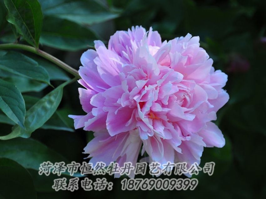 點(diǎn)擊查看詳細(xì)信息<br>標(biāo)題：紫色牡丹 閱讀次數(shù)：1770