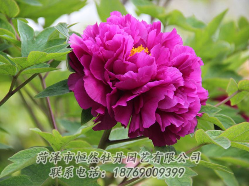 點(diǎn)擊查看詳細(xì)信息<br>標(biāo)題：紫色牡丹 閱讀次數(shù)：1842