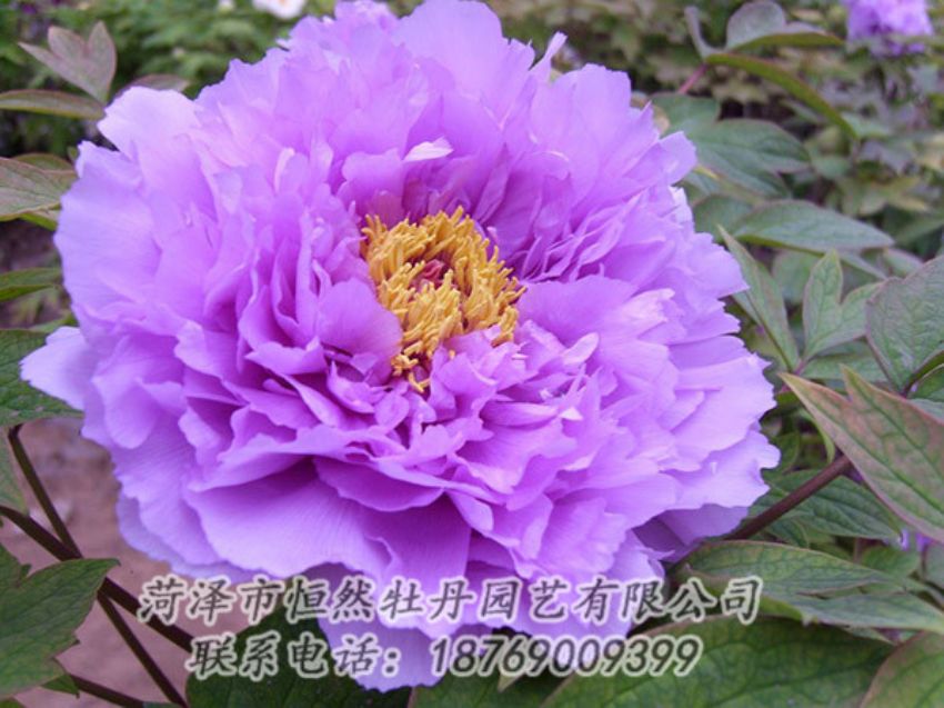 點(diǎn)擊查看詳細(xì)信息<br>標(biāo)題：紫色牡丹 閱讀次數(shù)：1844